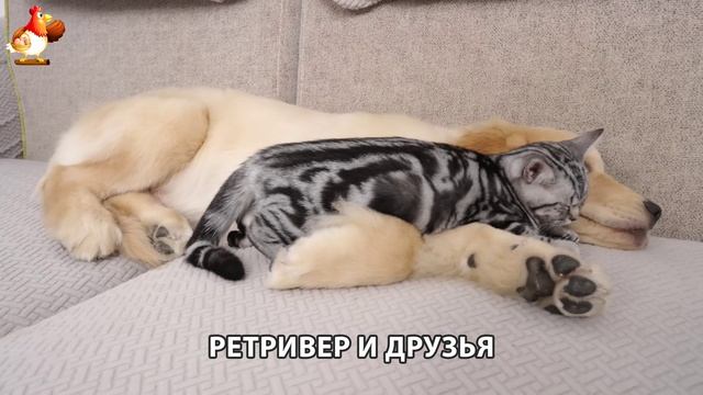 Золотистый ретривер и его друзья милые питомцы 🐕 выпуск (128)
