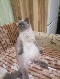 Играю на любимом сервере А4 крафт, строю клановую базу, и строю фармилку.