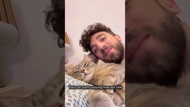 Коты говорят.
