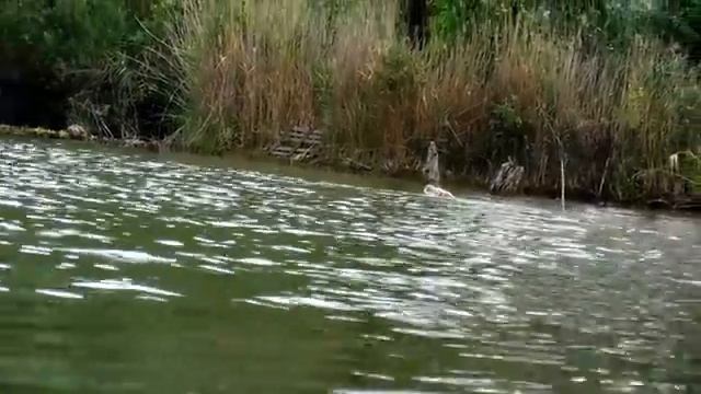 КАРПЫ кони на примитивную снасть. Рыбалка на самодельные закидушки.