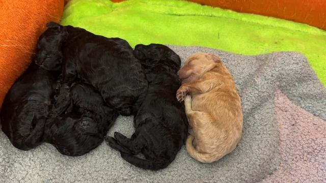 Енот Марсель и жизнь в его доме.