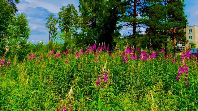 25-06-2025 Муравейник и Иван чай цветет в городе , Асбест, Средний Урал🐜🌾🌸🌺🌿🌱🌿🌳