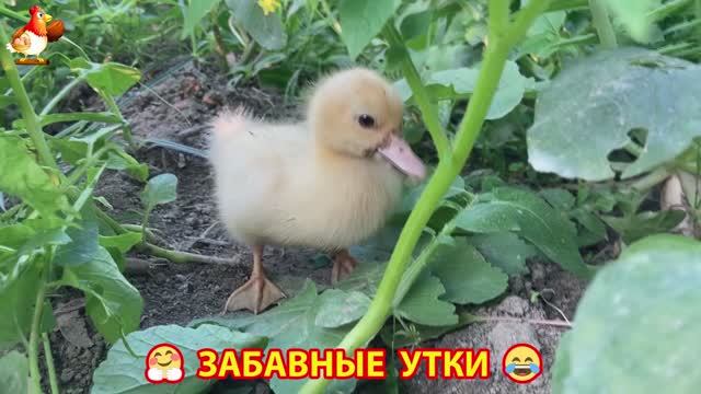 Забавные утки мускусные и пекинские на свободном выгуле ч.(92) ❣️🤗😂