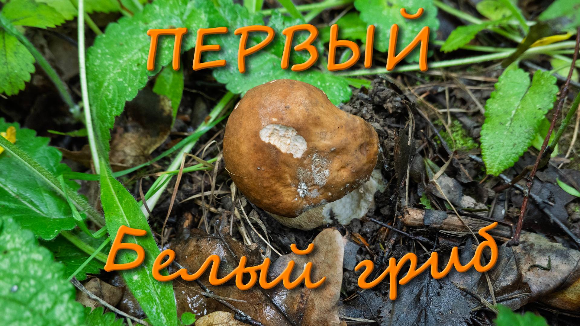 По грибы 2025! Первый белый гриб! Подберезовик! Лисички