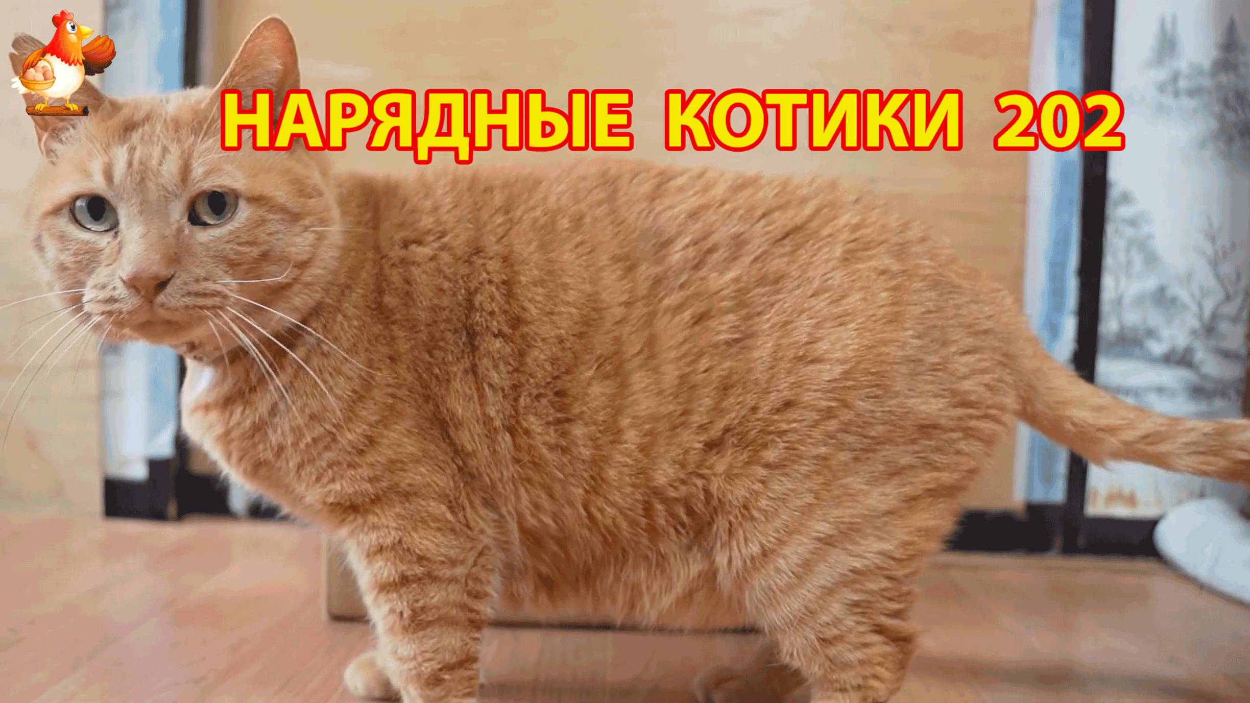 Нарядные Котики расслабляются на солнышке 🌞 🐈🐈🐈 (202)