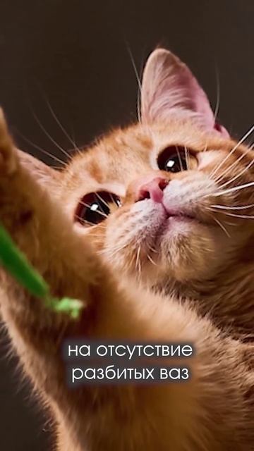 сотворение тыгыдыка #shorts