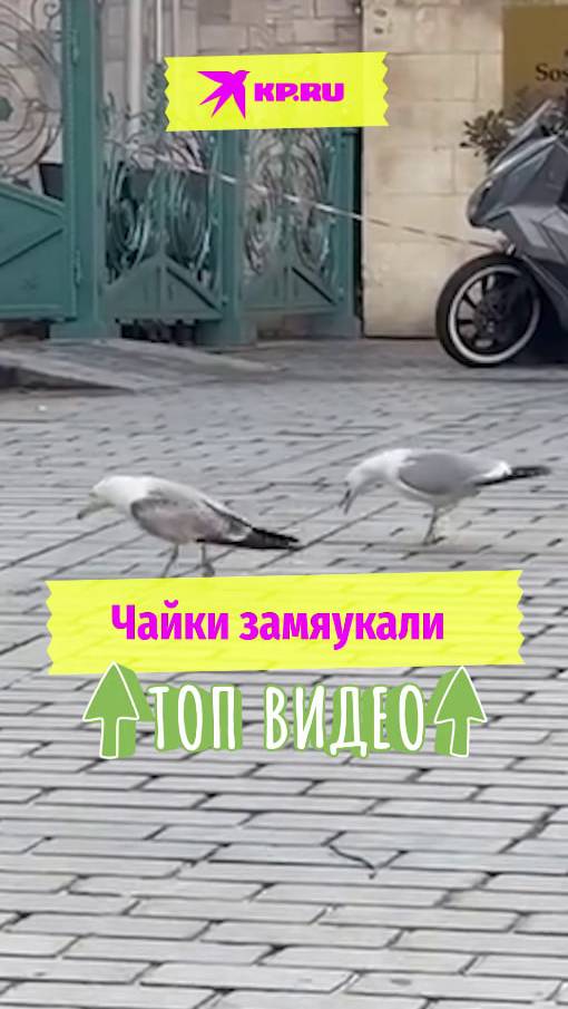 Чайки замяукали