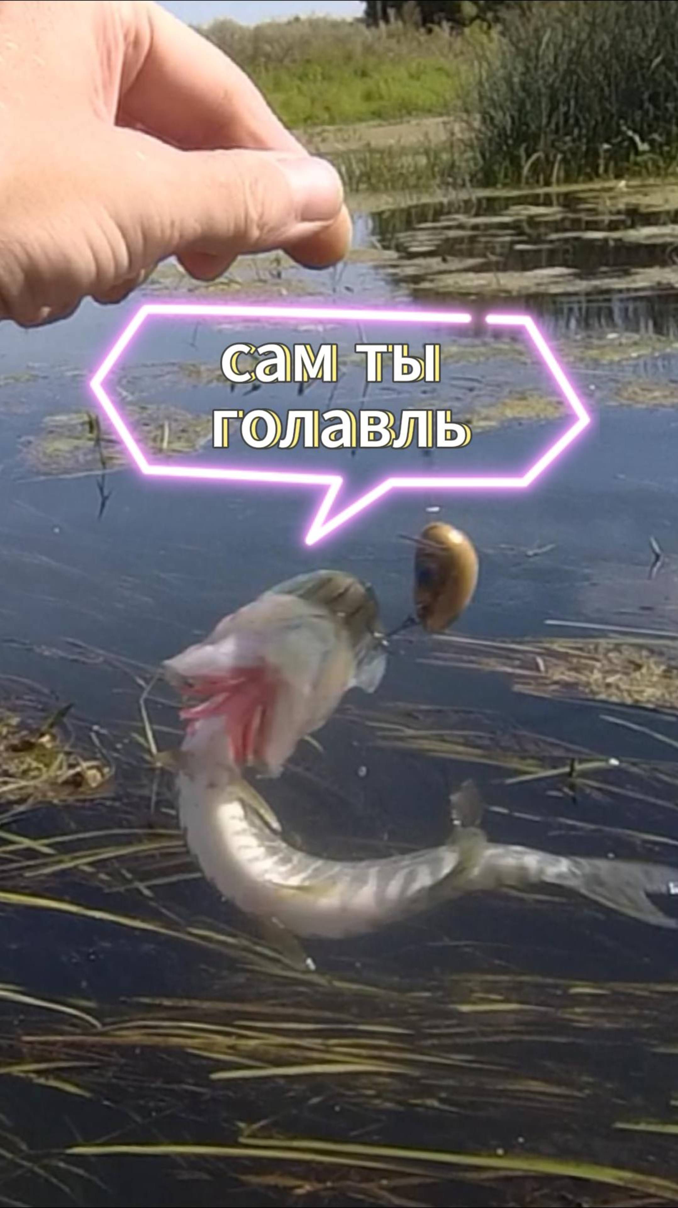 Щурёнок атакует ЖУКа — и красиво уходит
