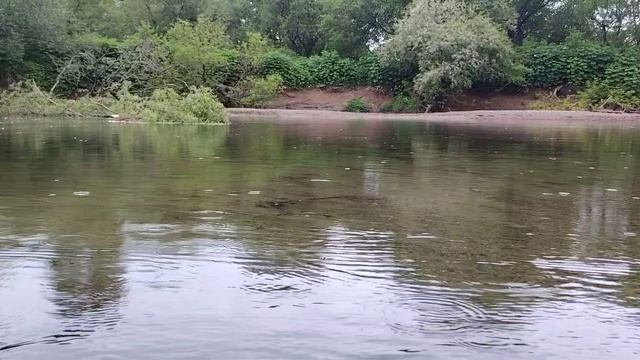 Меллион мальков горбуша - кета | В поисках рыбы | Природа Остров Сахалин |Дальний восток 2025