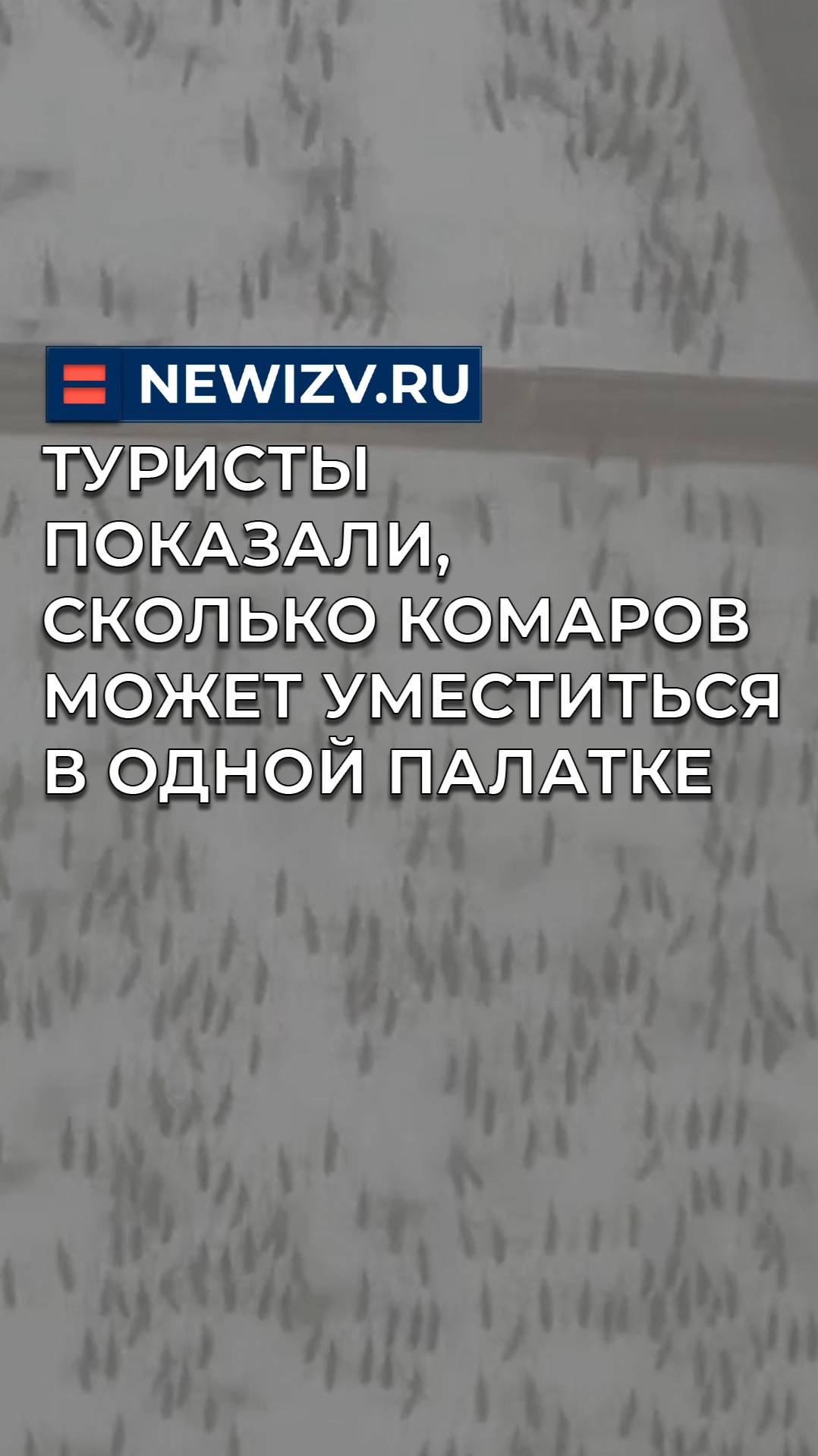 Туристы показали, сколько комаров может уместиться в одной палатке