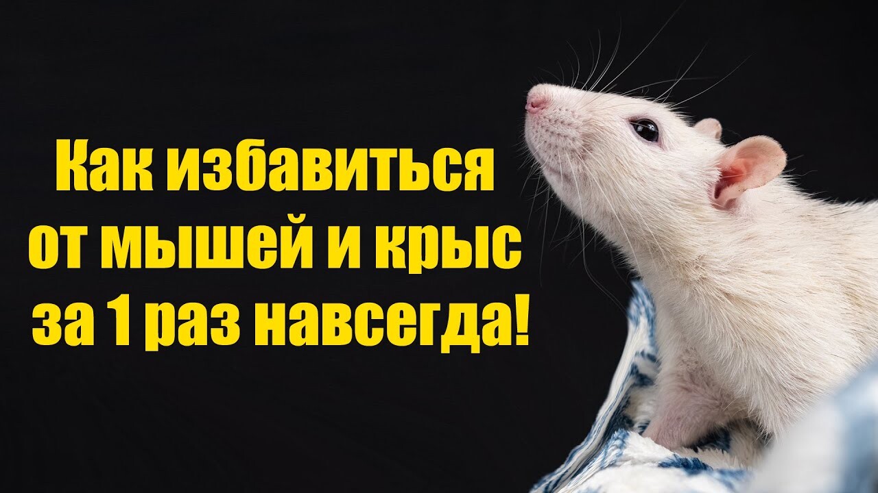 Как навсегда избавиться от мышей и крыс всего за одну минуту! Эффективный метод.