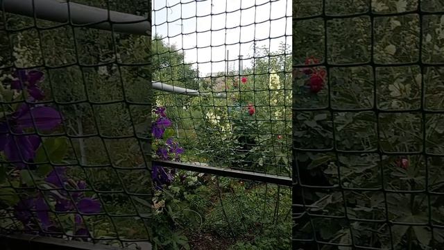 25 июня
