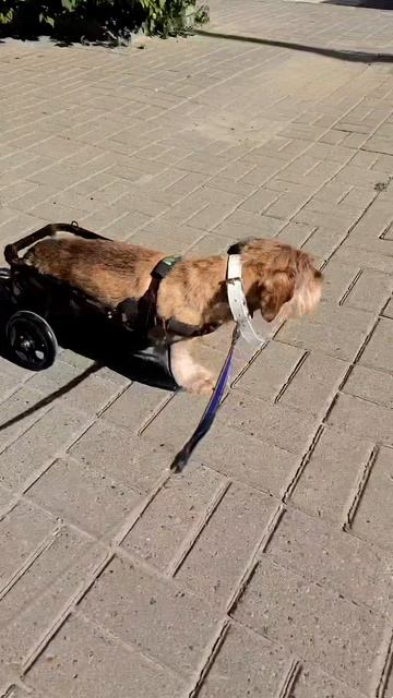 Впервые на коляске в городе🤩🐕
