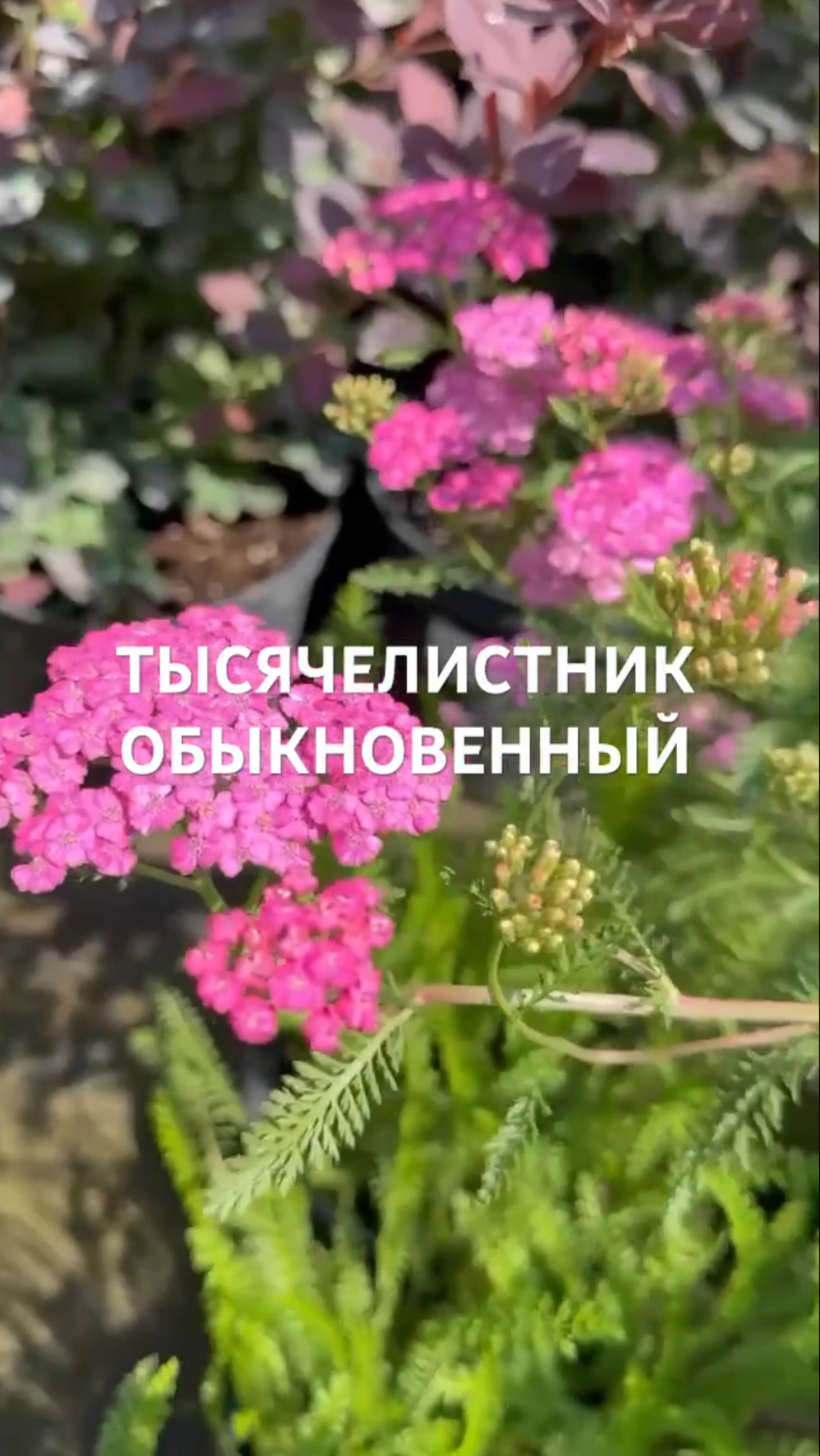 ТЫСЯЧЕЛИСТНИК ОБЫКНОВЕННЫЙ: природное сокровище в вашем саду 🌿