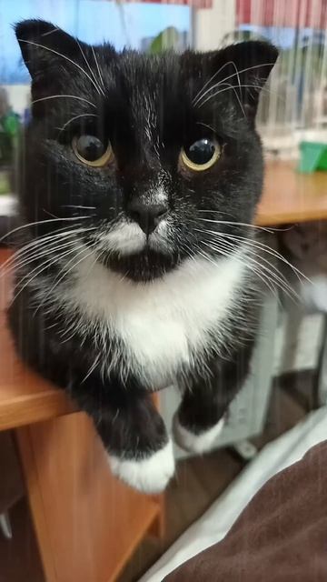 Прогноз погоды от Феликса 😼😺