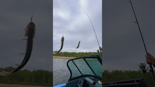 Щука с каждого заброса!!! #fishing #рыбалка #рыбалканаозере #рекомендации #music
