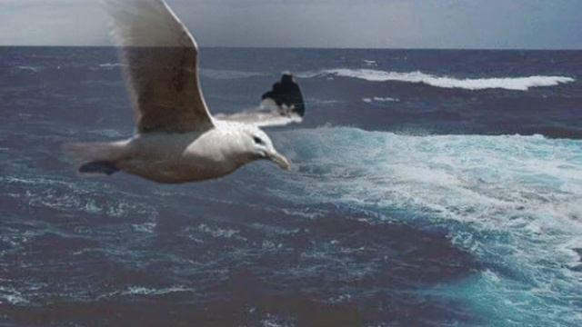 Пою Над волнами вьется, чайка одиноко Мэри Сказ
Акапелла