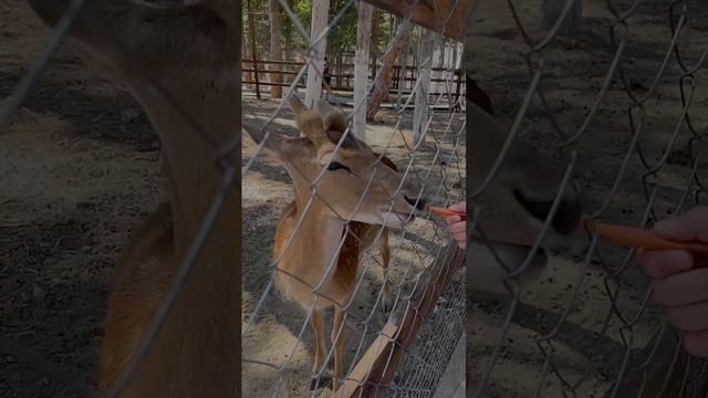 Зоопарк "Ковчег" 🦚
Новый Херсонес, г. Севастополь