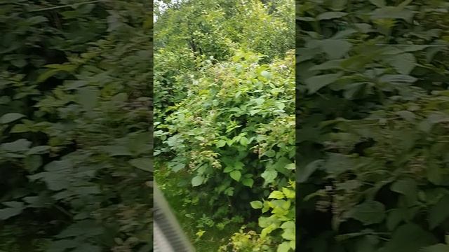 VID_20250625_080931