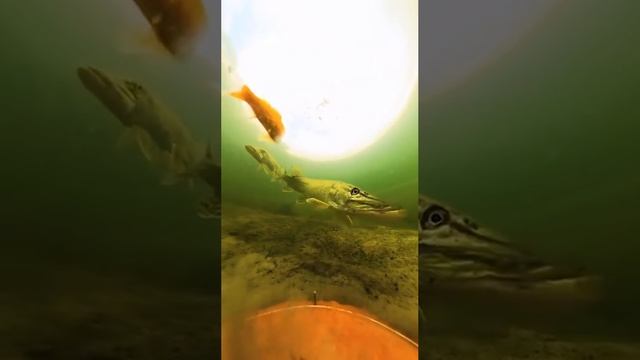 приманка в стекле