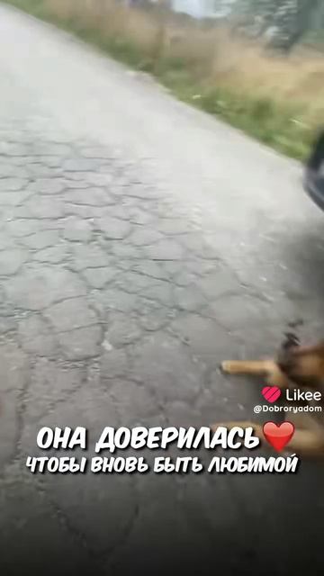 очень жалко собаку