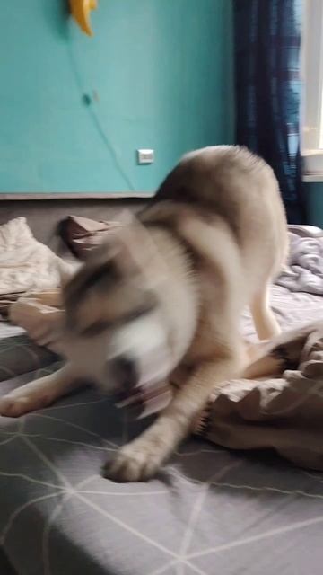 Джек просится гулять 😊