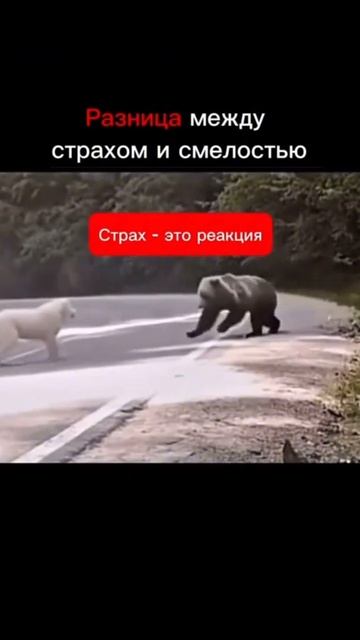 #shorts.mp4