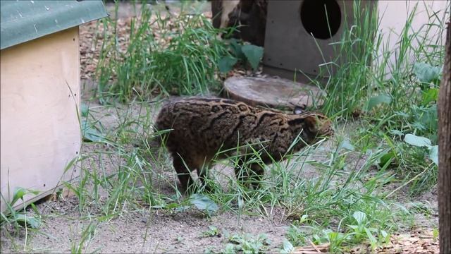 Мраморная кошка вышла покушать траву 25.06.2025