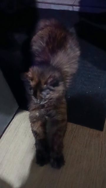 Кошка Ася