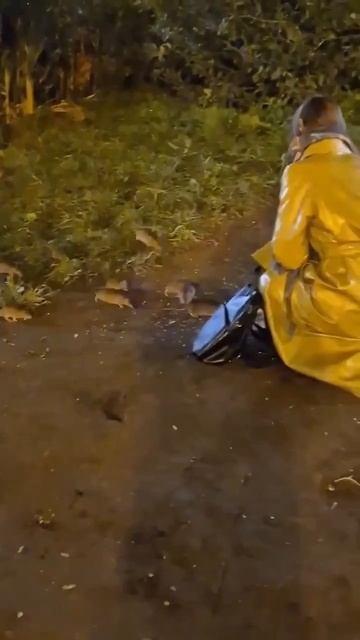 Нашествие крыс в Мурино