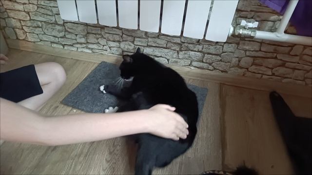 Кошке нравится)