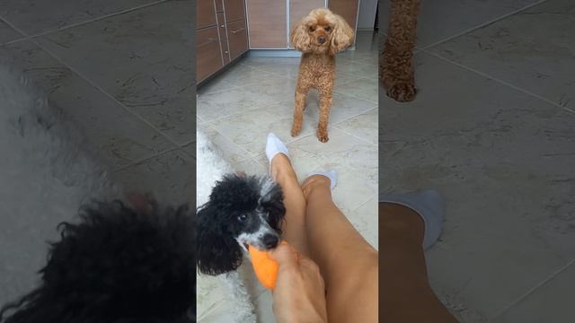 #игрушки для собаки