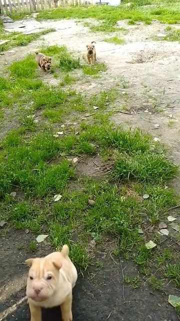 1000000952.mp4