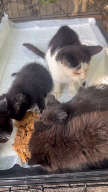 Четыре маленьких котёнка и подросток