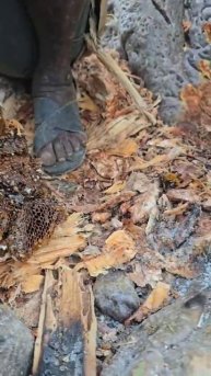 Мёд диких пчёл, охотник говорит все племя будет сегодня с сладким