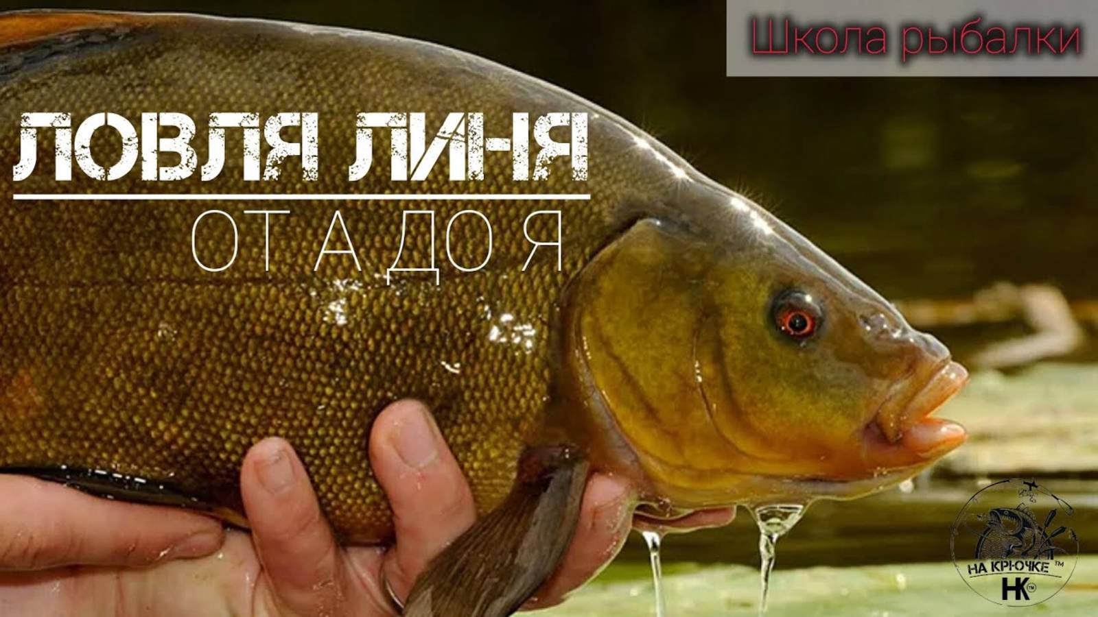 Ловля линя от А до Я! Знай и лови! Школа рыбалки! ЛИНЬ