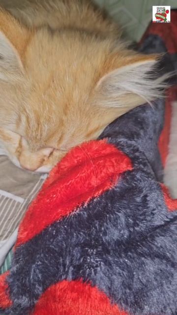 Сладких снов 🌜😽❤️😽🍼🐈🐈🐈🐈🐈