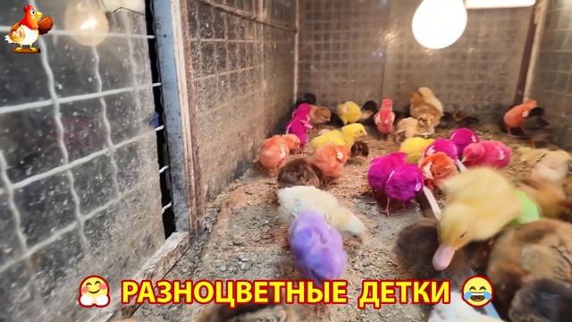 Цыплята и утята милые пушистики растут на радость хозяину (53)