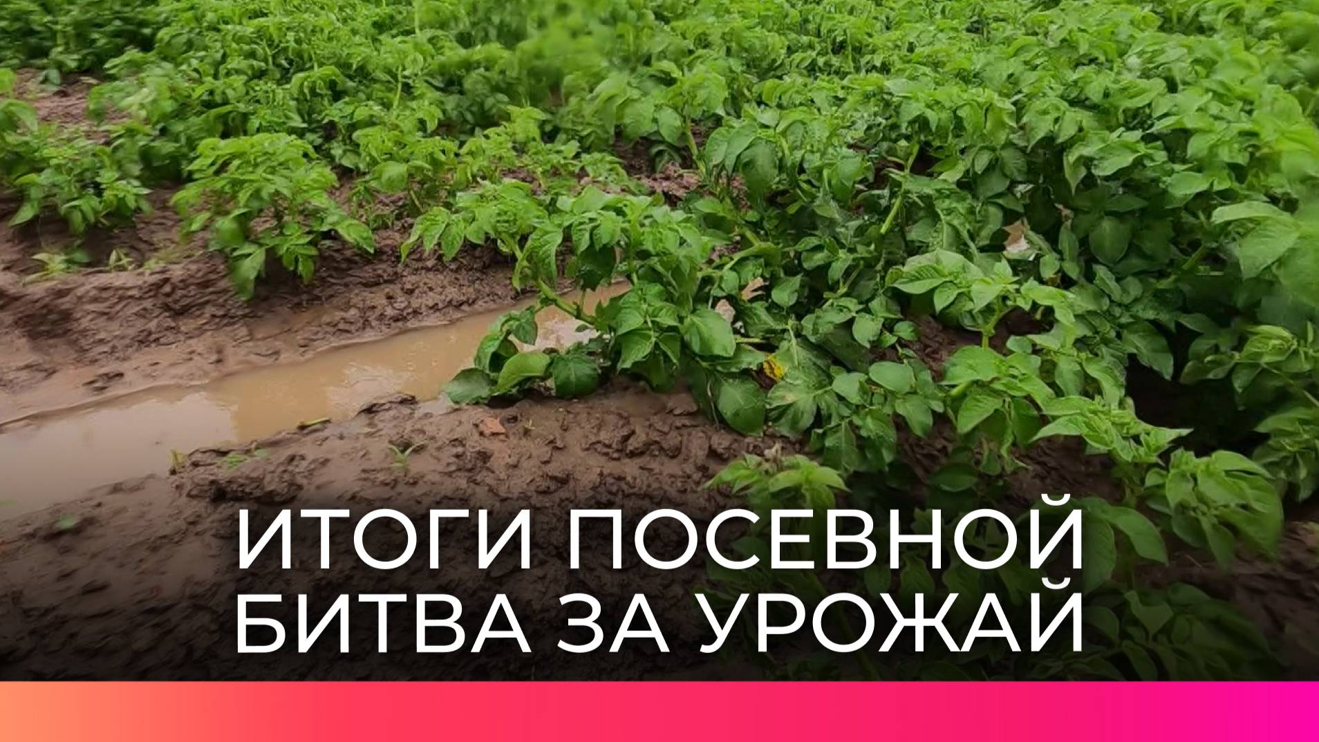 Новгородские аграрии вопреки непогоде успешно завершили посевную