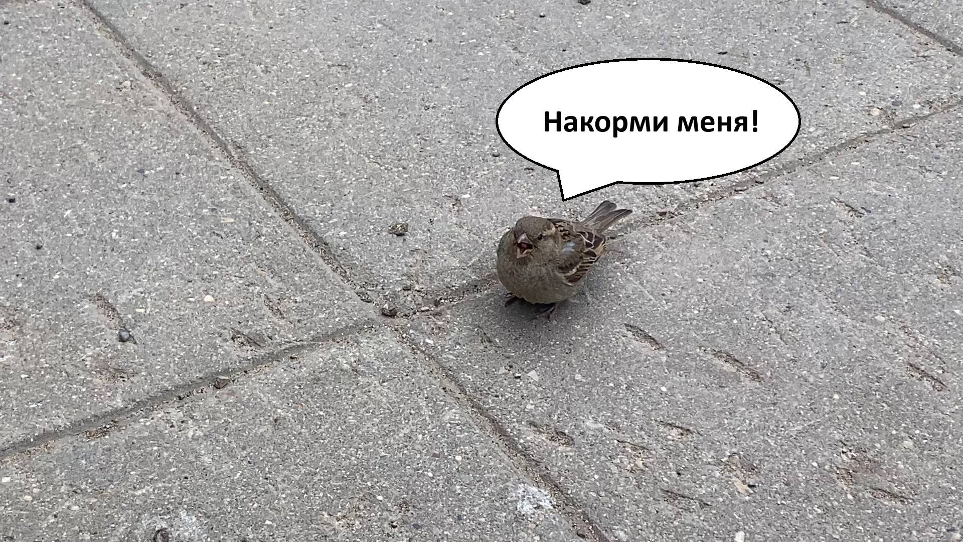 Маленький воробей выпрашивает еду