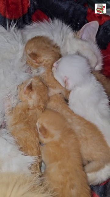 Пикселюша вместо работы решил ещё поспать с Любимой 😽❤️😽🍼🐈🐈🐈🐈🐈