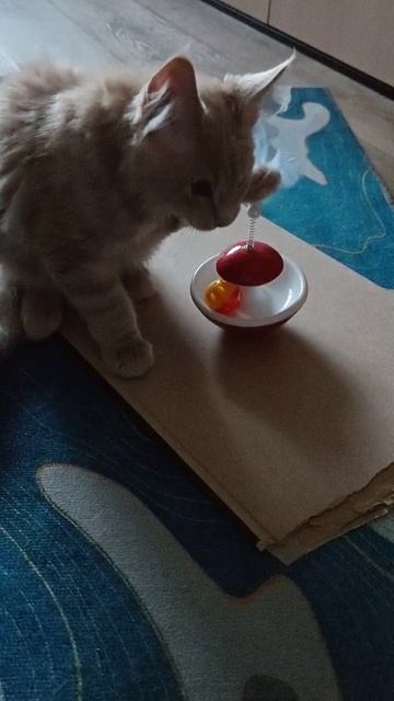 новая игрулька Рафика
