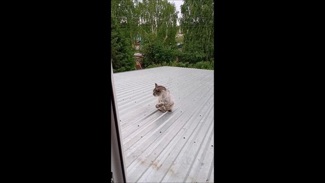Кот. Кос