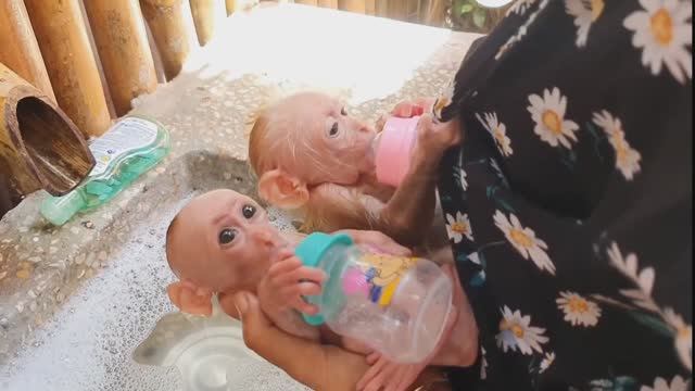 Обезьянки две крошки малышки пищат соски сосут купаются за маму цепляются мышата