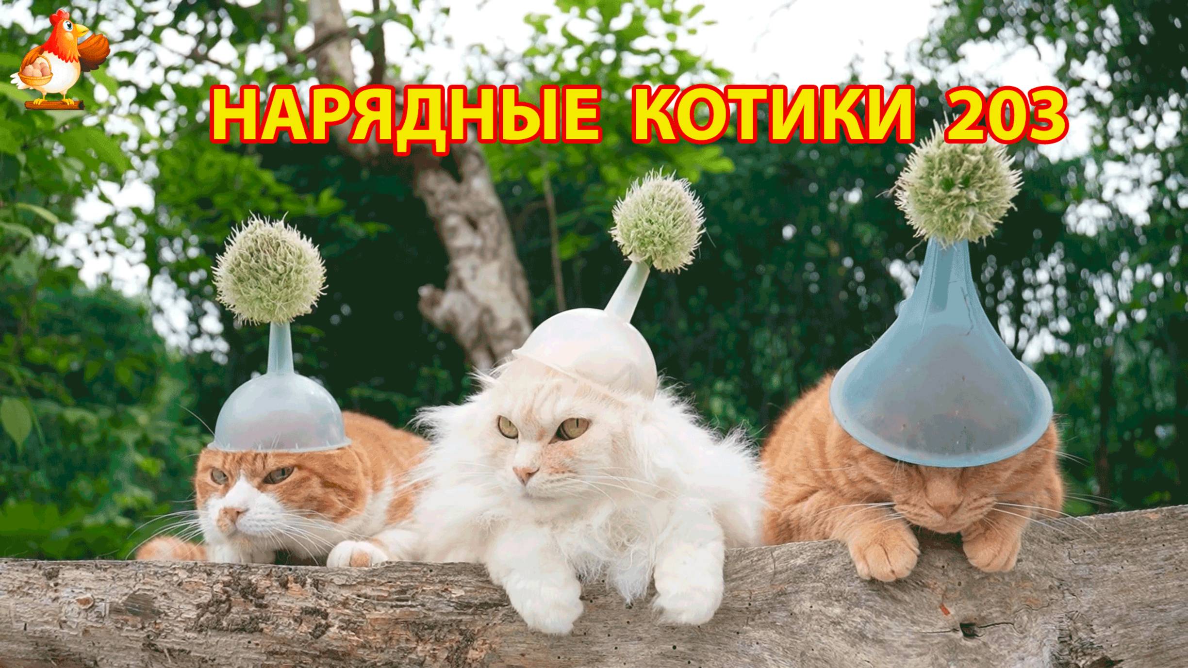 Нарядные Котики расслабляются на солнышке 🌞 🐈🐈🐈 (203)