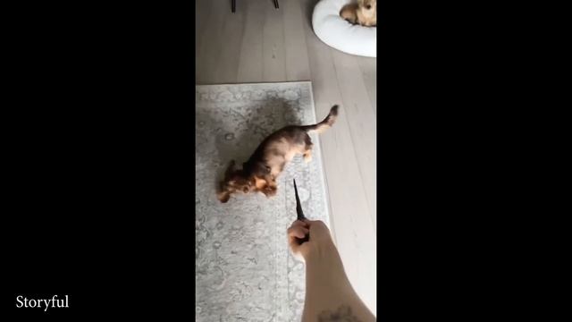 Реакция обезьяны на То что Она Впервые увидела Магию Самые смешные видео с ЖИВОТНЫМИ 2025