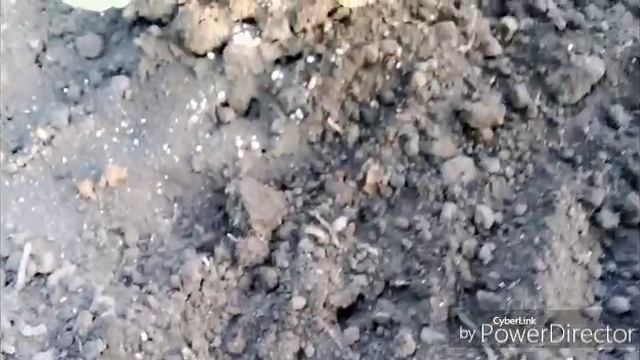 Я в большом городе / Травлю капусту и муравьёв.