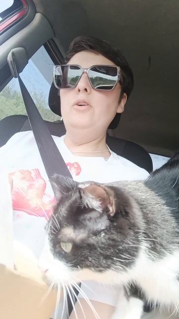 Коты едут на фазенду