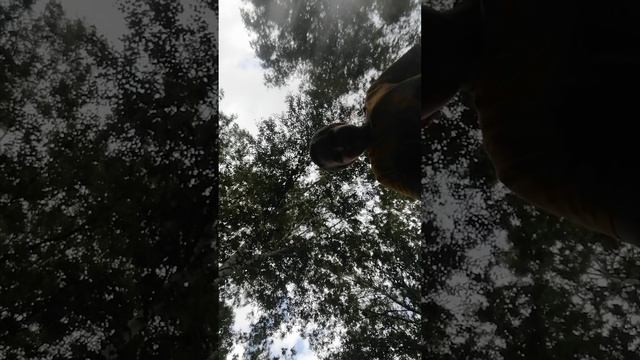 новости и предупреждения о завтрашнем стриме.