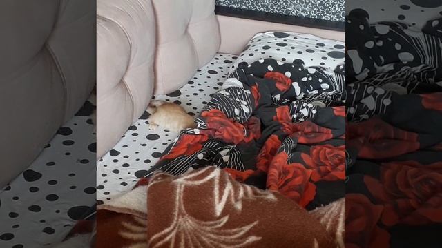 Баксик
